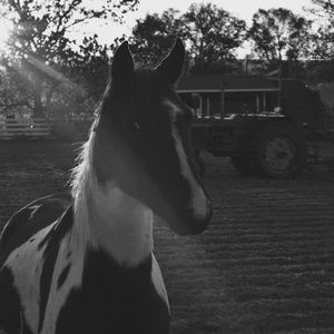 Meet your Posher, Campbell